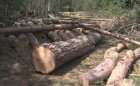 Спипаха контрабандна дървесина в склад край Разлог