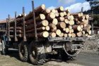 Акция! Задържаха камион с незаконна дървесина край село Крупник