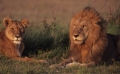 Застреляха лъвът Сесил – гордостта на Зимбабве