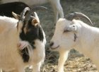 Първото по рода си изложение на животни от български ферми ще се проведе край с. Зелен дол