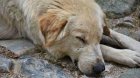 Пак убити кучета в Благоевград