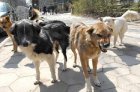 Ново нападение в Благоевград! Кучета повалиха възрастна жена пред магазин Стоми
