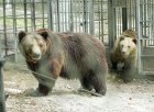 Oбновяват Парка за мечки край Белица