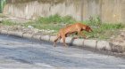 Кампания за кастриране и ваксиниране на кучета и котки в Белица