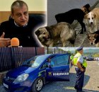Поредна жестокост към куче майка-кърмачка в Благоевград