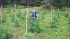 След спецакция: Откриха 17 растения канабис в Петричко