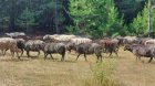 Първата Академия за овчари отваря врати в Пирин