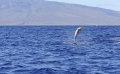 Черноморските делфини са защитени видове