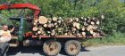 За пореден ден служители на ЮЗДП предотвратяват незаконен превоз на дървесина