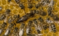 Пчелите майки ваксинират всичките си бебета