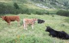 Умъртвиха куче и крава в Благоевградско