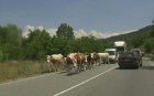 Издирват крава в Разложко