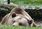 Затварят Парка за мечки край Белица