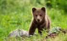 Две спасени мечета са настанени временно в Парка за мечки край Белица