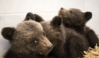 Седем мечки в Белица вече заспаха зимен сън