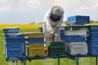 Кестеновият мед е характерен основно за петричкия район