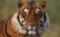 Любопитни факти за тигрите