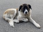 Община Разлог отправя апел към всички стопани на кучета