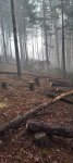 Злосторници отрязаха 74 дръвчета бял бор в гора над Разлог