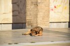 Борят популацията на бездомни кучета-започва кастрация в районите около Благоевград