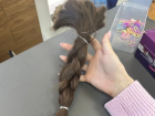 Млада благоевградчанка дари косата си за направата на перуки за онкоболни