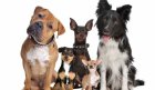 Община Гоце Делчев напомня за задълженията на собствениците на кучета