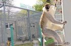 Нови животни ще щъкат в зоокът в новия парк в Разлог