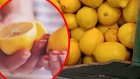 ВНИМАНИЕ - цитрусите опасни, корите на лимоните негодни за ядене!