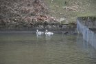 Езерото в парк Бачиново-дом на нови красиви бели и черни лебеди