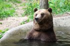 Фотоизложба на парка за мечки край Белица ще се проведе в Европейския парламент в Брюксел
