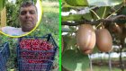 Кинезитерапевт направи черешови градини за чудо и приказ в петричкото село Беласица