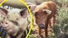 ЕС променя директива-намаляват емисиите от свинеферми и птицеферми