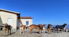 Община Кюстендил стартира кампания по преброяване и овладяване популацията на безстопанствените кучета