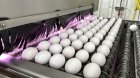 Цената на яйцата гони световен рекорд