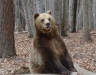 Паркът за мечки край Белица остава затворен и след първи април