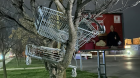 Пазарски колички цъфнаха по дървета в Благоевград СНИМКИ