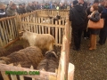 Стотици посетиха изложбата на кози, кучета и коне в симитлийското село Крупник