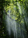 Община Симитли засади фиданки по повод Седмица на гората