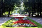 С любов към дърветата: Почистване на дърветата в градския парк в Банско от паразитния бръшлян