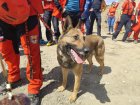 Международен курс в Банско за кучета спасители