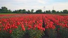 БГ ГОРДОСТ: Наше село зарежда с рози Европа!