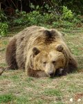 Рекорд: 5 месеца и половина спи зимен сън мечката Йета
