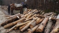 Уволниха двама горски инспектори от РДГ - Благоевград, прикрили незаконна сеч