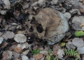 Пастир намери човешки череп и кости край Кресна