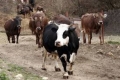 Докъде се докарахме: Внасяме 40 000 тона сухо мляко заради хилави крави