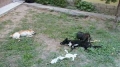 Активисти на ГЕРБ-Банско заподозрени за застреляните три кучета на Чучетата в Банско