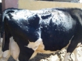 ВНИМАНИЕ! Върлува заразна вирусна болест по едрите преживни животни в Пиринско