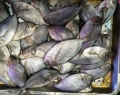 ВНИМАНИЕ! Магазините ни са пълни с риба от Фукушима