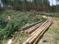 Първо в Pirinsko.com! Горските се скриха, като мишки при поголовна сеч на борова гора край Разлог (ВИДЕО)