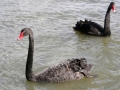 Двойка черни холандски лебеди плуват в езерото на благоевградският  парк Бачиново